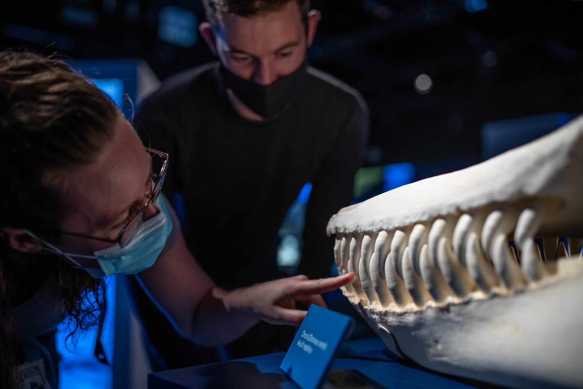 Orcas at RBCM visitors