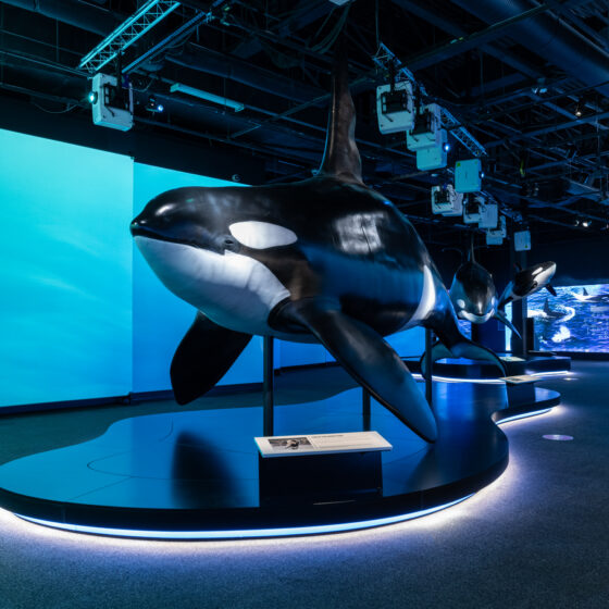 Orcas replica